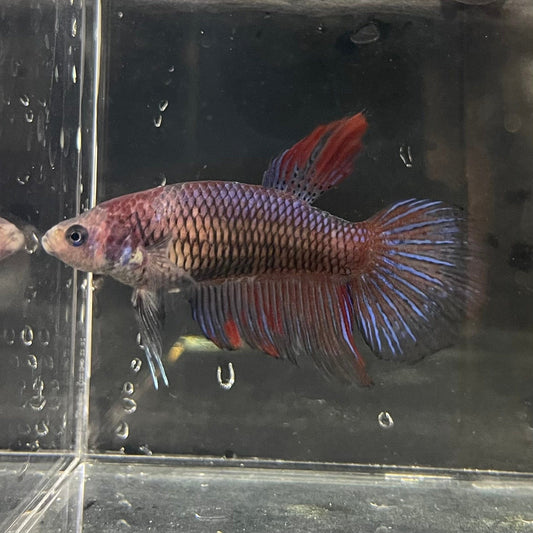 the-fish-farm Female Betta Female Betta - One Only - G Choose your own Female Betta at The Fish Farm Australia