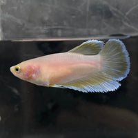 the-fish-farm Female Betta Female Betta - One Only - G Choose your own Female Betta at The Fish Farm Australia