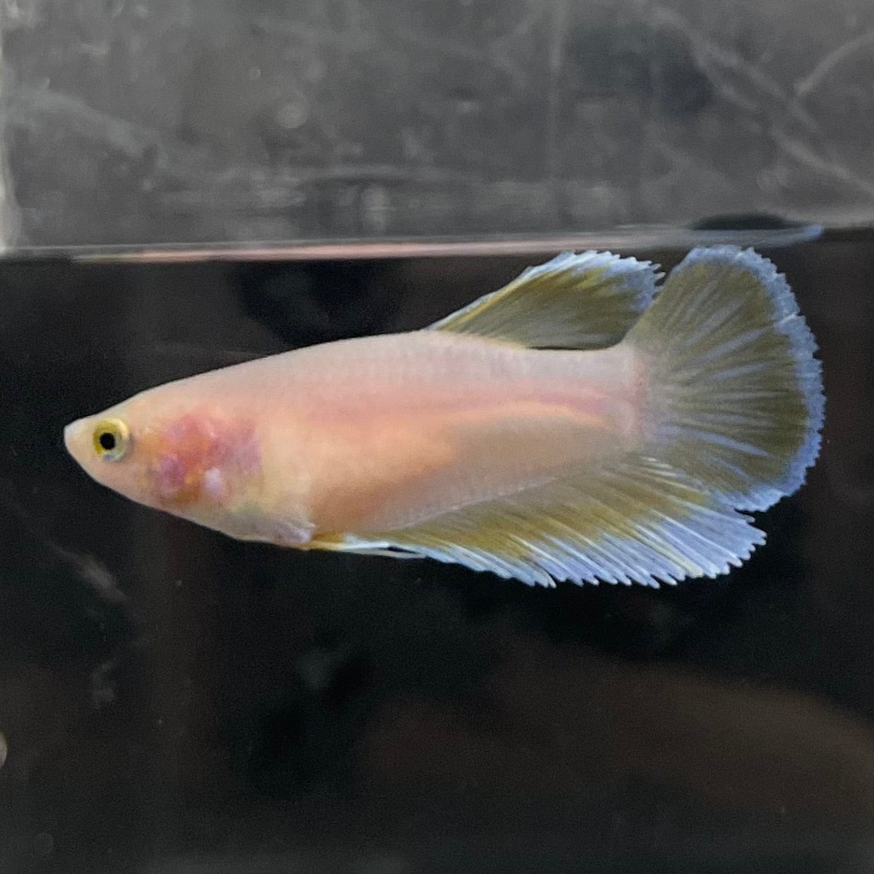 the-fish-farm Female Betta Female Betta - One Only - G Choose your own Female Betta at The Fish Farm Australia