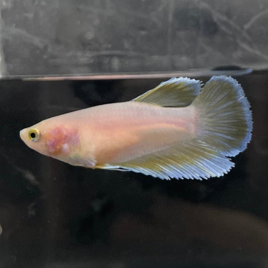 the-fish-farm Female Betta Female Betta - One Only - G Choose your own Female Betta at The Fish Farm Australia