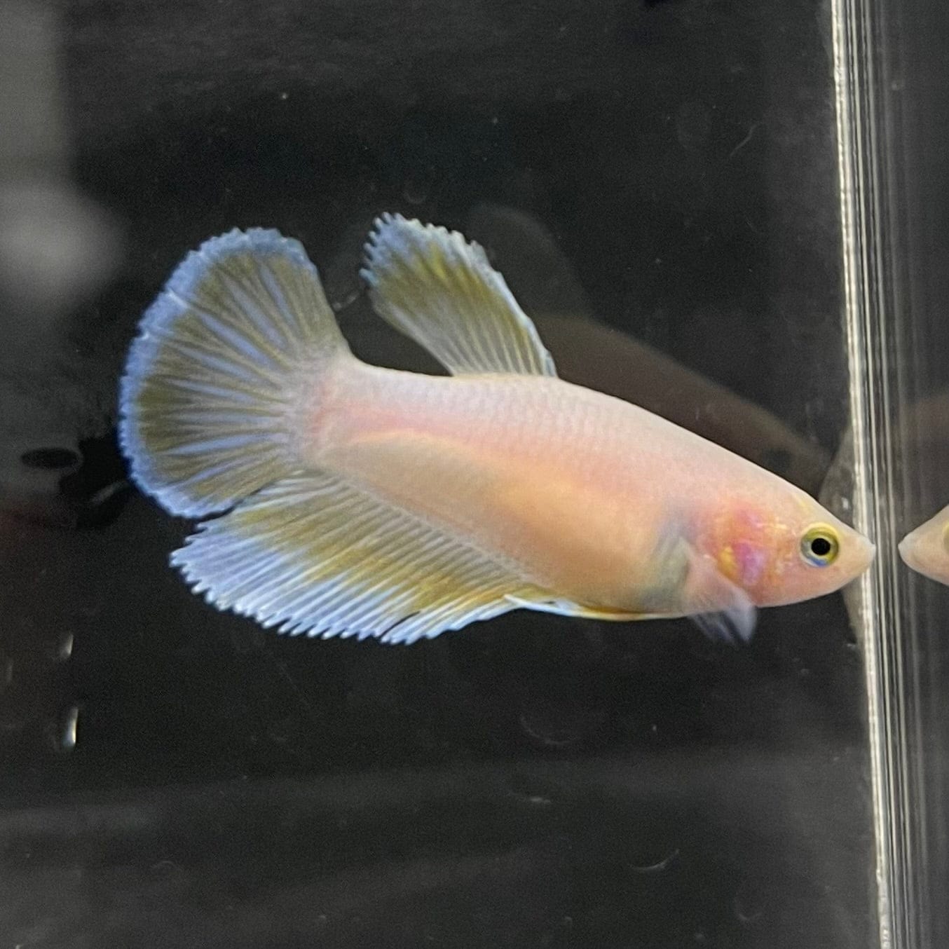 the-fish-farm Female Betta Female Betta - One Only - G Choose your own Female Betta at The Fish Farm Australia