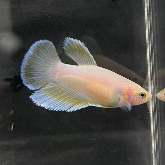 the-fish-farm Female Betta Female Betta - One Only - G Choose your own Female Betta at The Fish Farm Australia