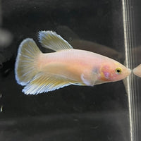 the-fish-farm Female Betta Female Betta - One Only - G Choose your own Female Betta at The Fish Farm Australia