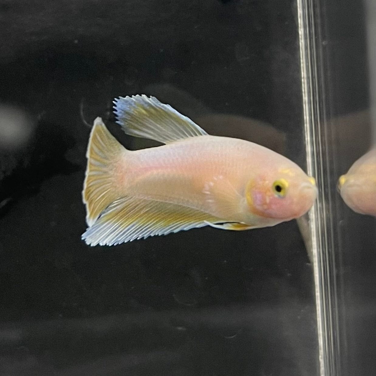 the-fish-farm Female Betta Female Betta - One Only - G Choose your own Female Betta at The Fish Farm Australia