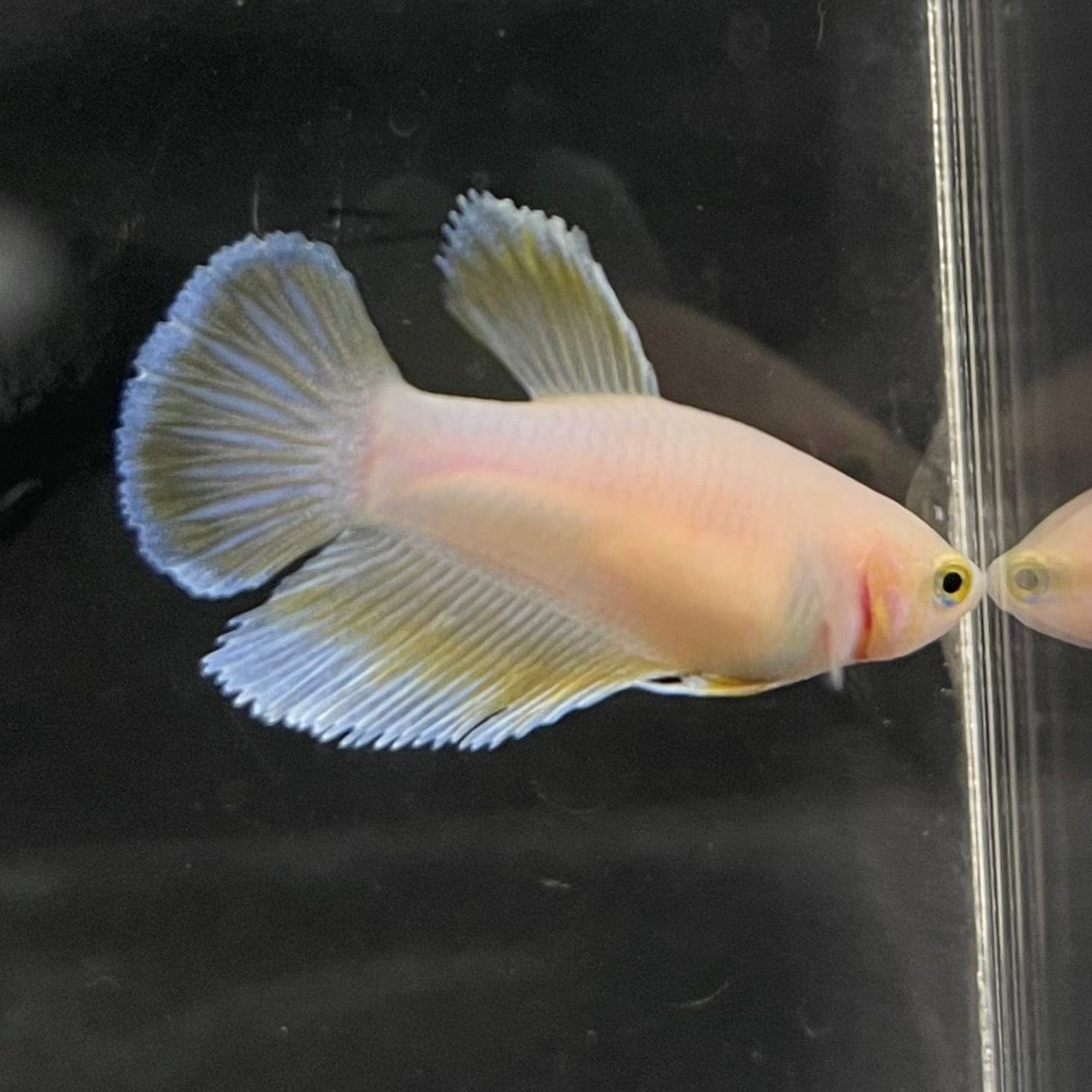 the-fish-farm Female Betta Female Betta - One Only - G Choose your own Female Betta at The Fish Farm Australia