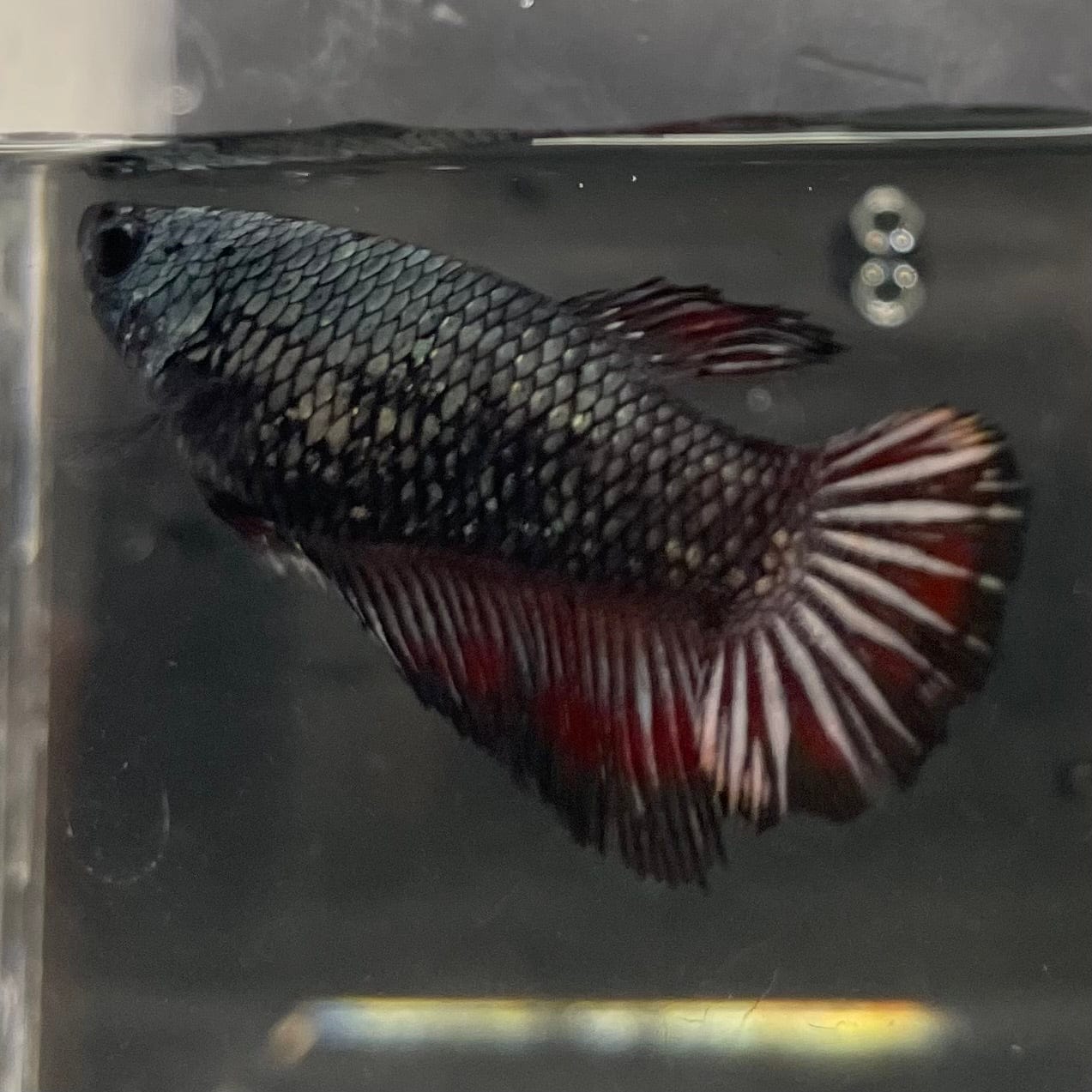 the-fish-farm Female Betta Female Betta - One Only - G Choose your own Female Betta at The Fish Farm Australia