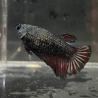 the-fish-farm Female Betta Female Betta - One Only - G Choose your own Female Betta at The Fish Farm Australia