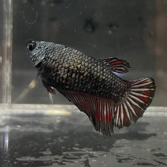 the-fish-farm Female Betta Female Betta - One Only - G Choose your own Female Betta at The Fish Farm Australia