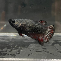 the-fish-farm Female Betta Female Betta - One Only - G Choose your own Female Betta at The Fish Farm Australia