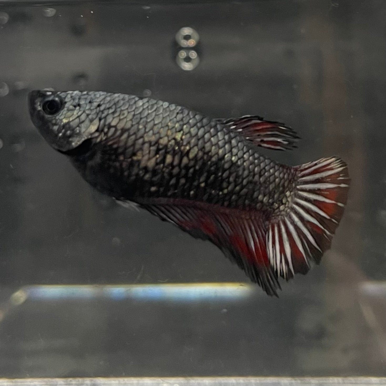 the-fish-farm Female Betta Female Betta - One Only - G Choose your own Female Betta at The Fish Farm Australia