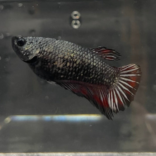 the-fish-farm Female Betta Female Betta - One Only - G Choose your own Female Betta at The Fish Farm Australia