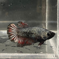 the-fish-farm Female Betta Female Betta - One Only - G Choose your own Female Betta at The Fish Farm Australia