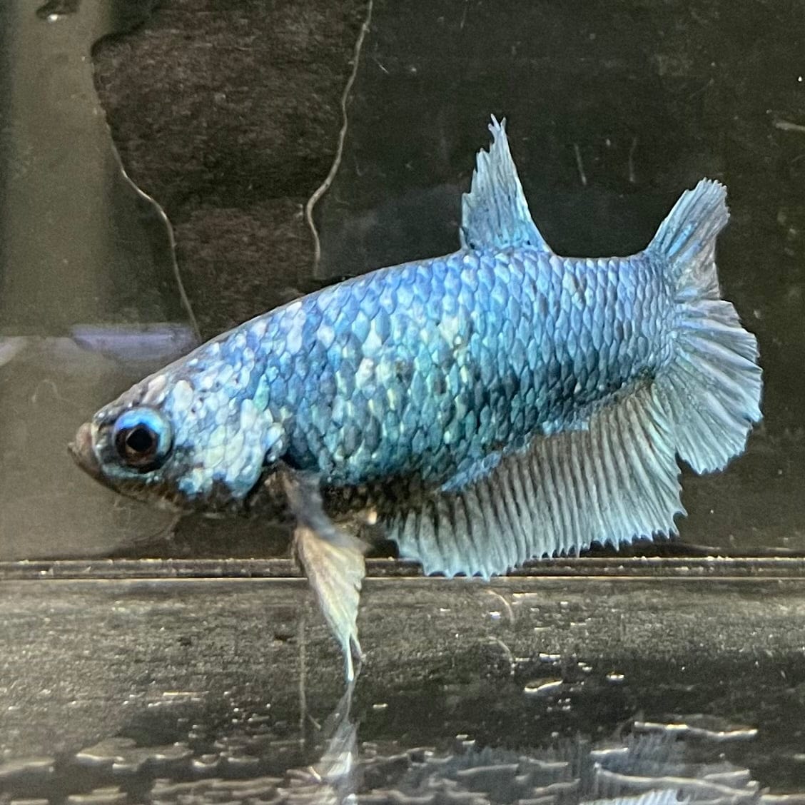 the-fish-farm Female Betta Female Betta - One Only - G Choose your own Female Betta at The Fish Farm Australia