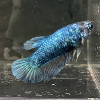 the-fish-farm Female Betta Female Betta - One Only - G Choose your own Female Betta at The Fish Farm Australia