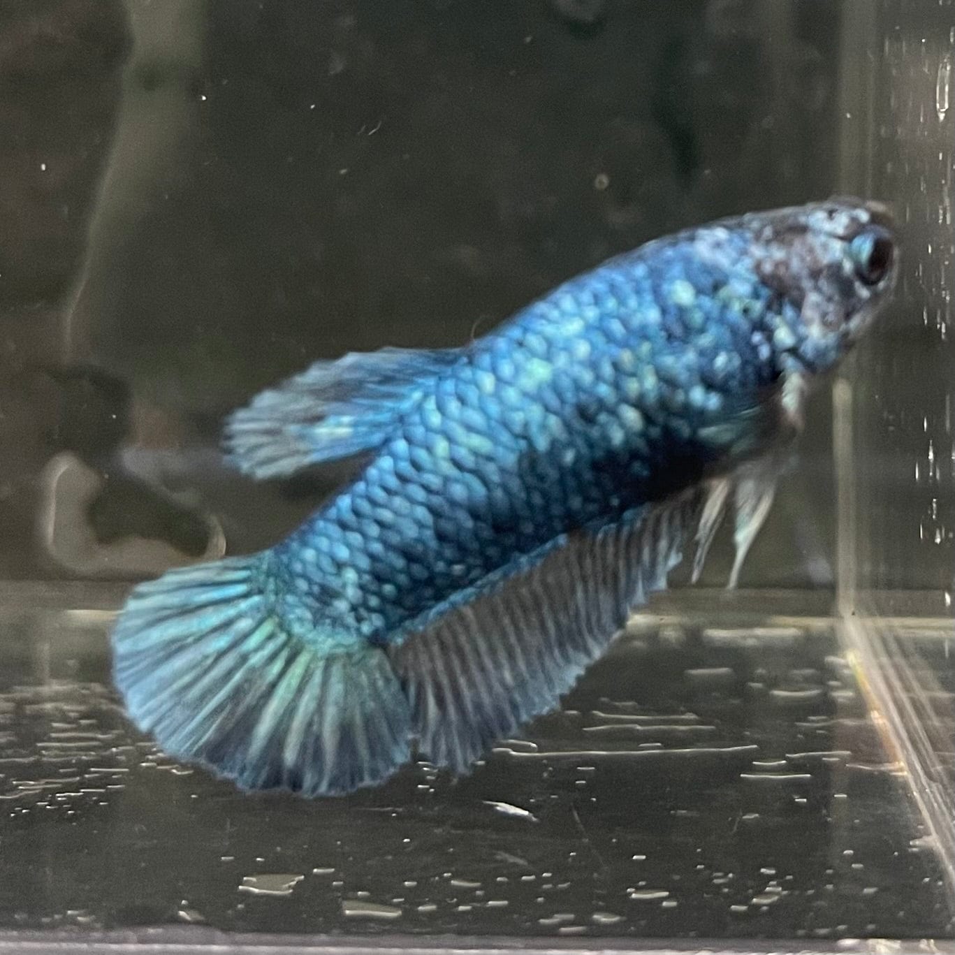 the-fish-farm Female Betta Female Betta - One Only - G Choose your own Female Betta at The Fish Farm Australia