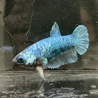 the-fish-farm Female Betta Female Betta - One Only - G Choose your own Female Betta at The Fish Farm Australia