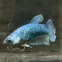 the-fish-farm Female Betta Female Betta - One Only - G Choose your own Female Betta at The Fish Farm Australia