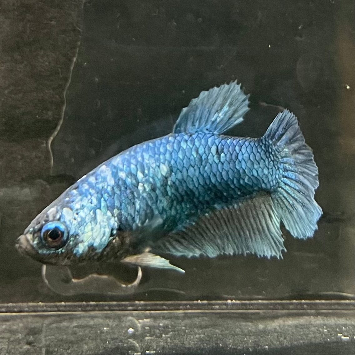 the-fish-farm Female Betta Female Betta - One Only - G Choose your own Female Betta at The Fish Farm Australia