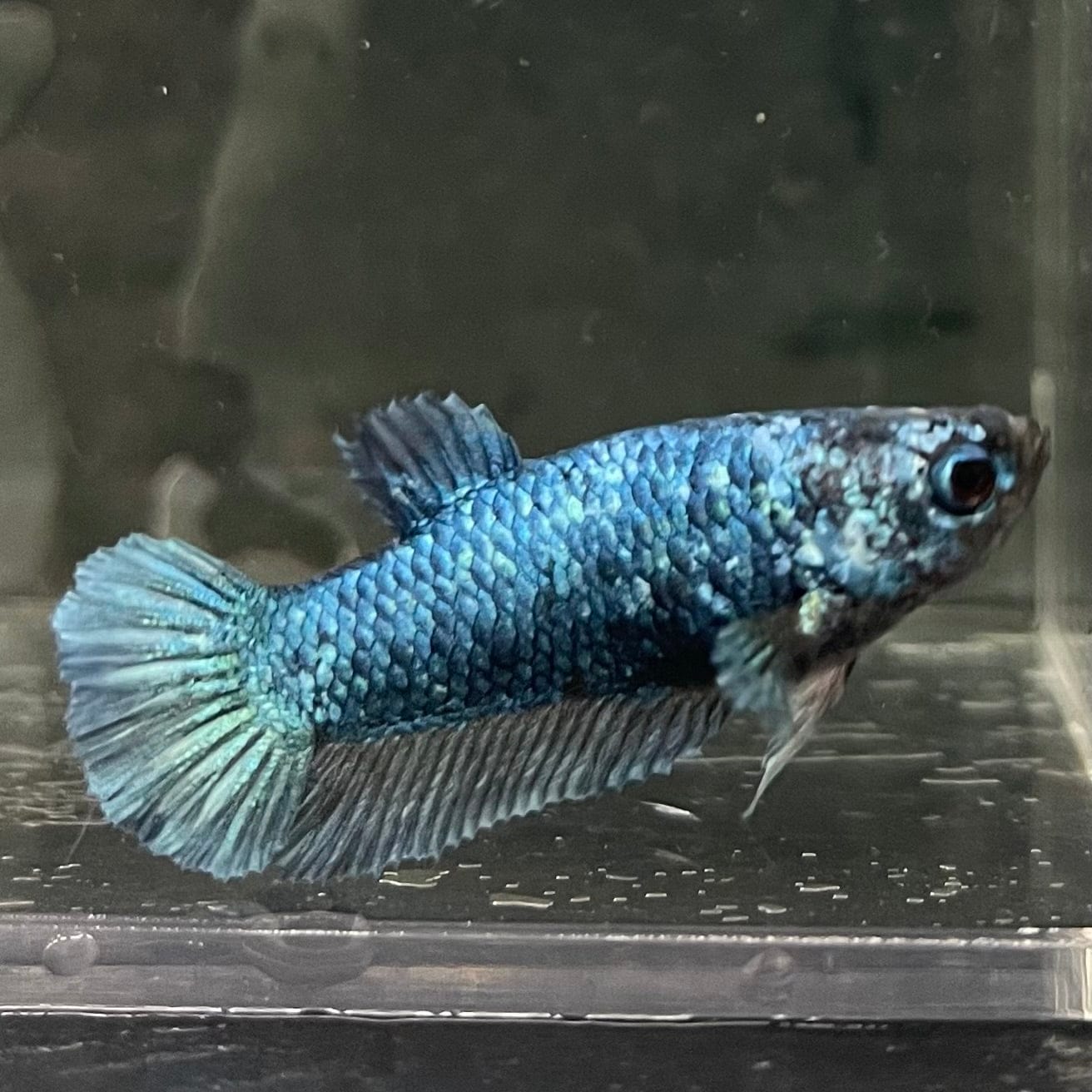 the-fish-farm Female Betta Female Betta - One Only - G Choose your own Female Betta at The Fish Farm Australia