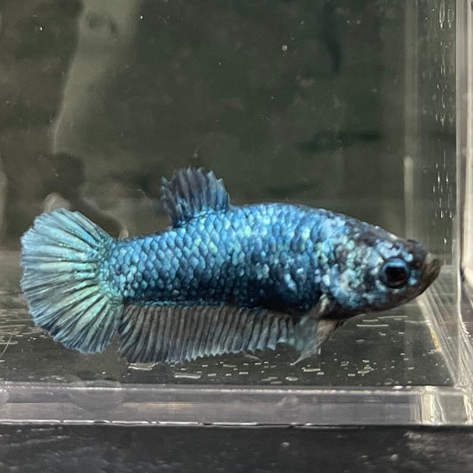 the-fish-farm Female Betta Female Betta - One Only - G Choose your own Female Betta at The Fish Farm Australia