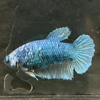 the-fish-farm Female Betta Female Betta - One Only - G Choose your own Female Betta at The Fish Farm Australia