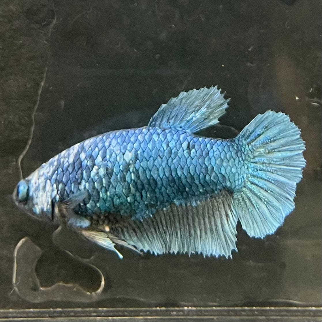 the-fish-farm Female Betta Female Betta - One Only - G Choose your own Female Betta at The Fish Farm Australia