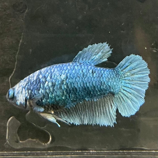 the-fish-farm Female Betta Female Betta - One Only - G Choose your own Female Betta at The Fish Farm Australia