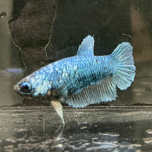 the-fish-farm Female Betta Female Betta - One Only - G Choose your own Female Betta at The Fish Farm Australia