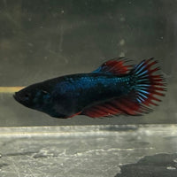 the-fish-farm Female Betta Female Betta - One Only - G Choose your own Female Betta at The Fish Farm Australia