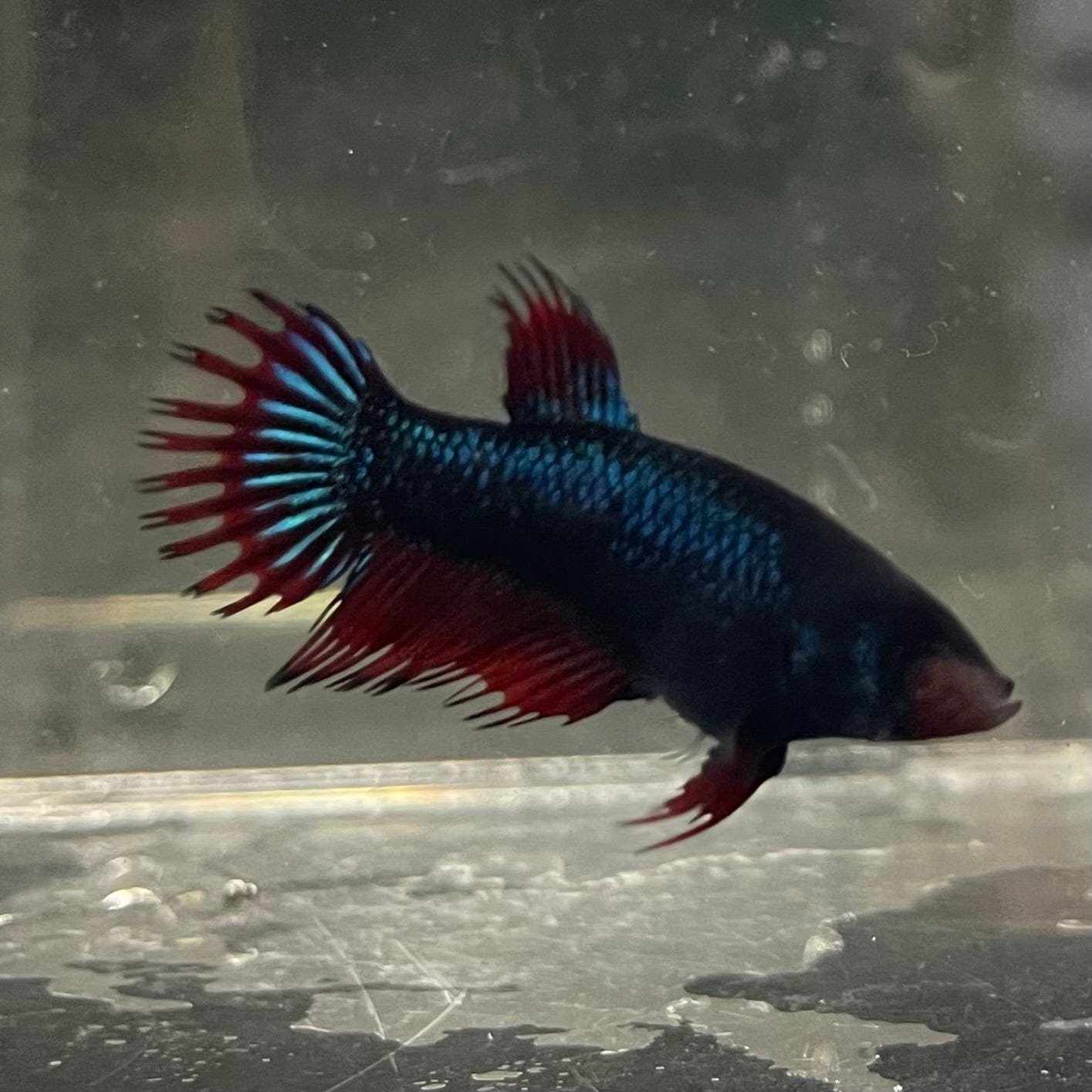 the-fish-farm Female Betta Female Betta - One Only - G Choose your own Female Betta at The Fish Farm Australia