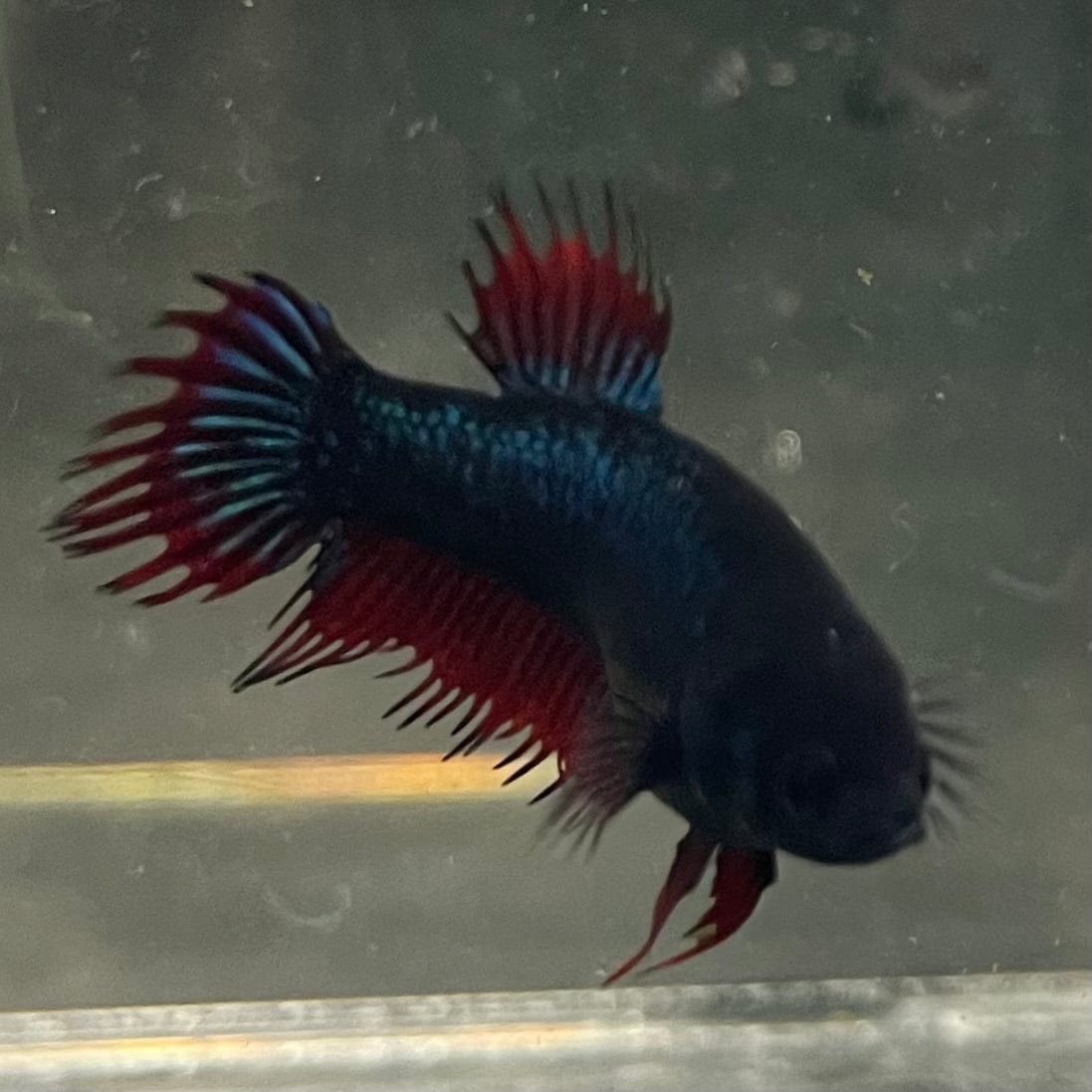 the-fish-farm Female Betta Female Betta - One Only - G Choose your own Female Betta at The Fish Farm Australia