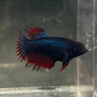 the-fish-farm Female Betta Female Betta - One Only - G Choose your own Female Betta at The Fish Farm Australia