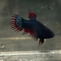 the-fish-farm Female Betta Female Betta - One Only - G Choose your own Female Betta at The Fish Farm Australia