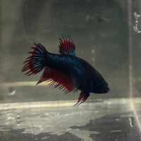 the-fish-farm Female Betta Female Betta - One Only - G Choose your own Female Betta at The Fish Farm Australia