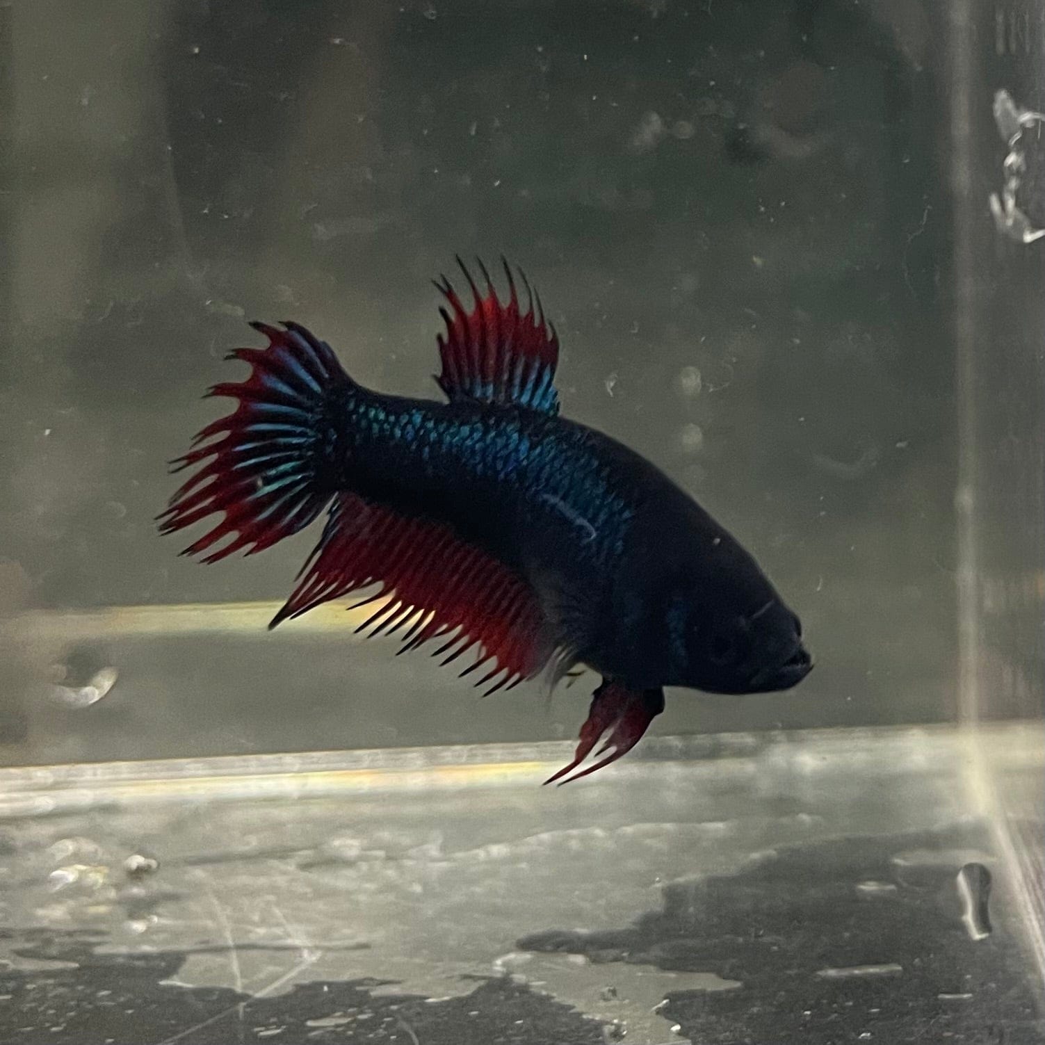 the-fish-farm Female Betta Female Betta - One Only - G Choose your own Female Betta at The Fish Farm Australia