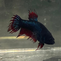 the-fish-farm Female Betta Female Betta - One Only - G Choose your own Female Betta at The Fish Farm Australia