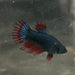 the-fish-farm Female Betta Female Betta - One Only - G Choose your own Female Betta at The Fish Farm Australia