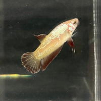 the-fish-farm Female Betta Female Betta - One Only - G Choose your own Female Betta at The Fish Farm Australia