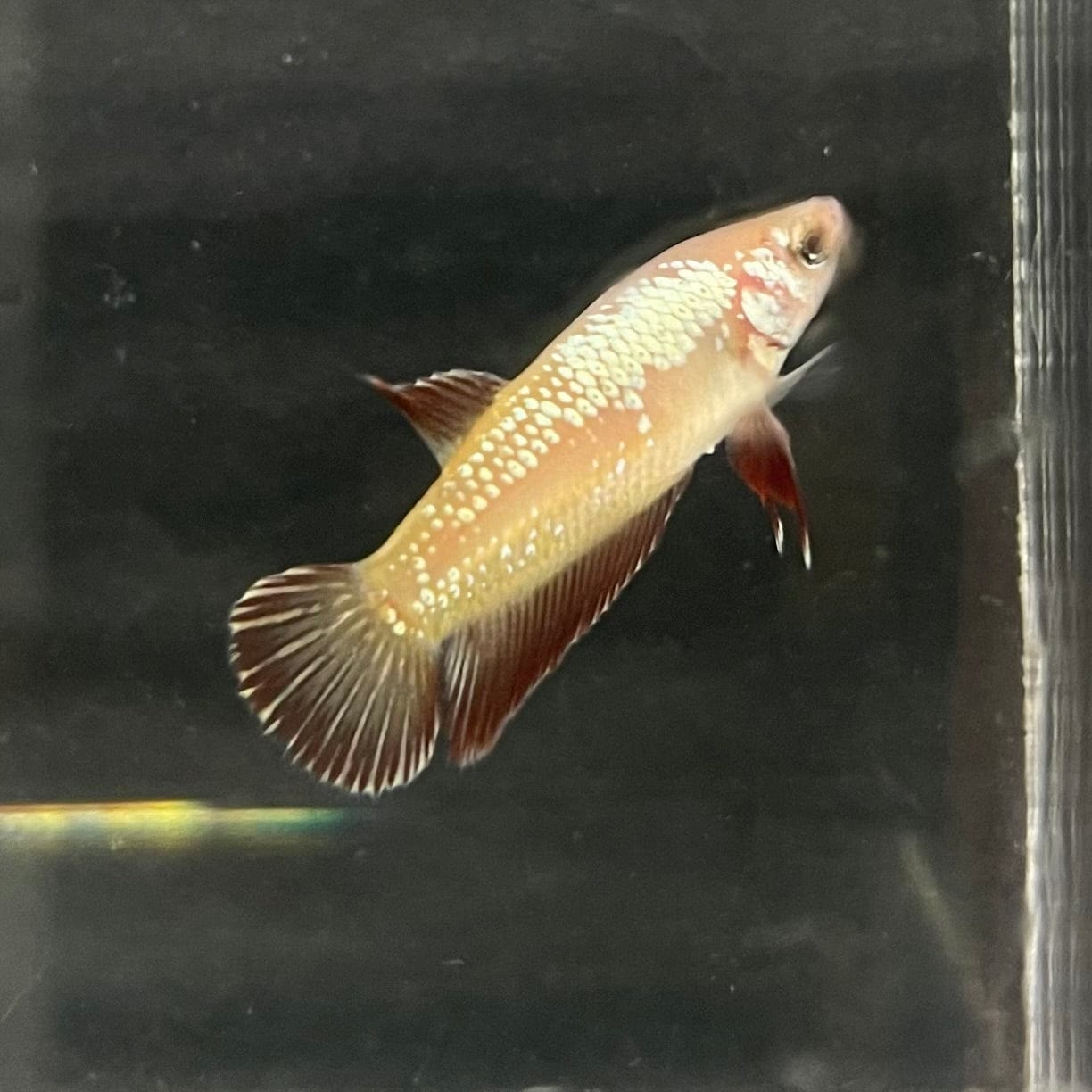 the-fish-farm Female Betta Female Betta - One Only - G Choose your own Female Betta at The Fish Farm Australia