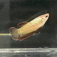 the-fish-farm Female Betta Female Betta - One Only - G Choose your own Female Betta at The Fish Farm Australia