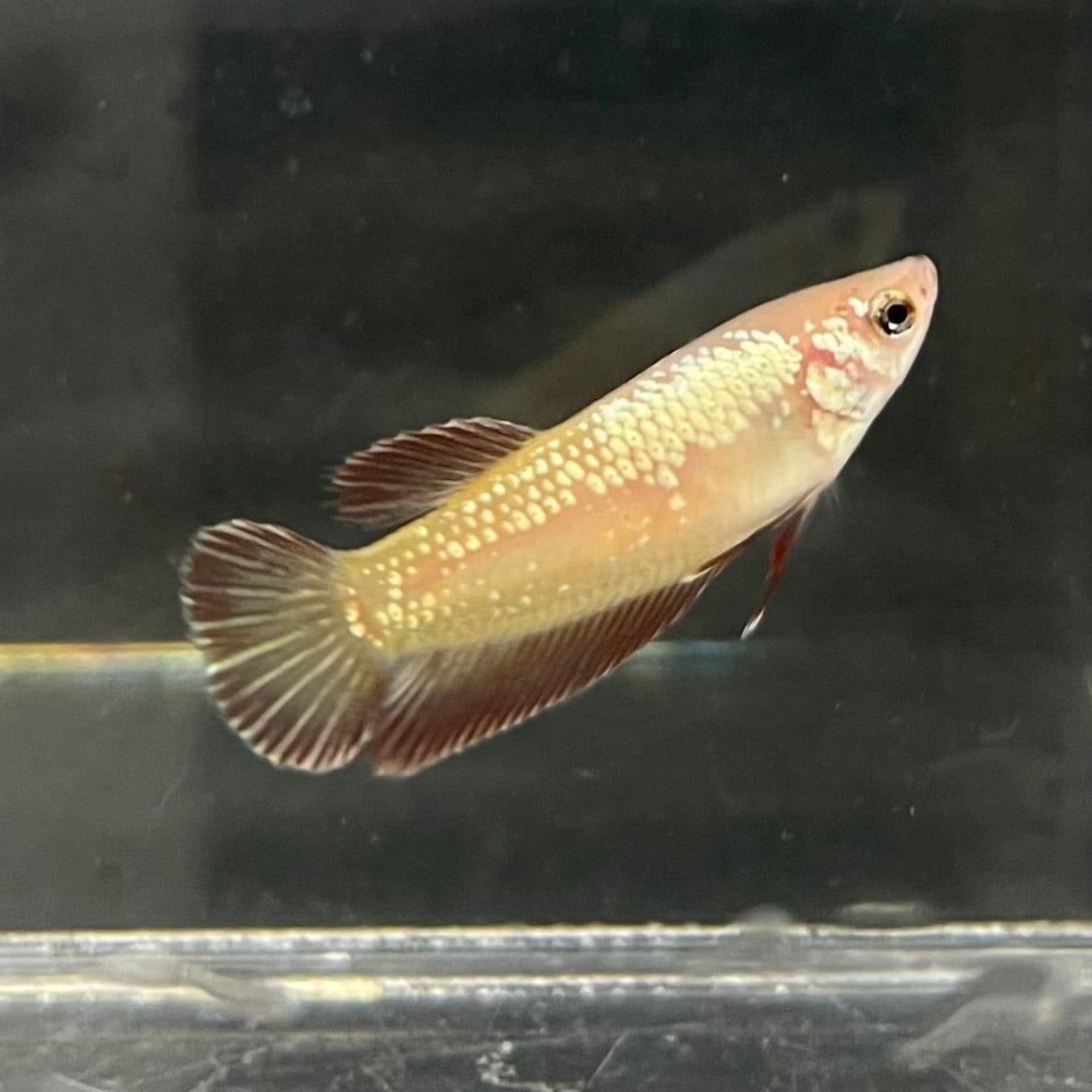 the-fish-farm Female Betta Female Betta - One Only - G Choose your own Female Betta at The Fish Farm Australia