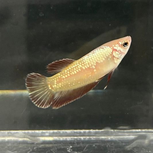 the-fish-farm Female Betta Female Betta - One Only - G Choose your own Female Betta at The Fish Farm Australia