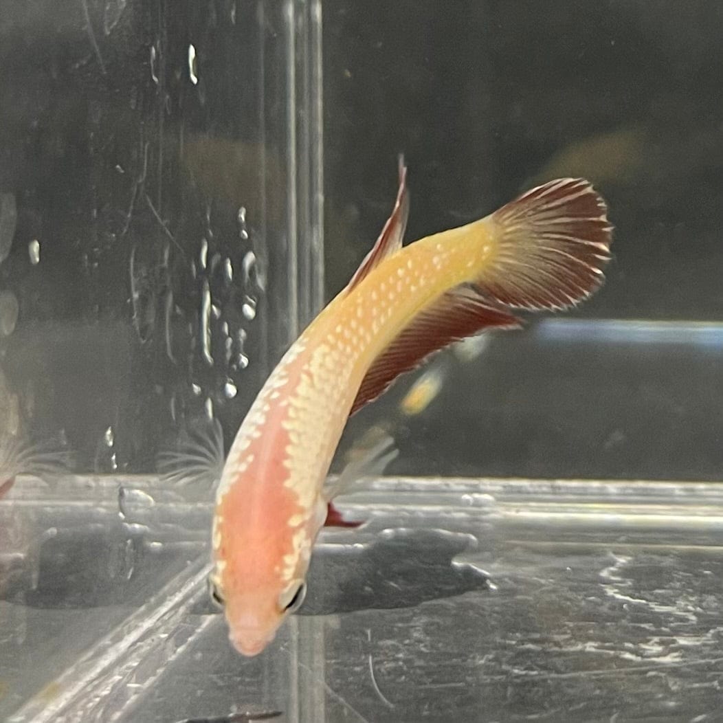 the-fish-farm Female Betta Female Betta - One Only - G Choose your own Female Betta at The Fish Farm Australia