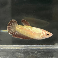 the-fish-farm Female Betta Female Betta - One Only - G Choose your own Female Betta at The Fish Farm Australia