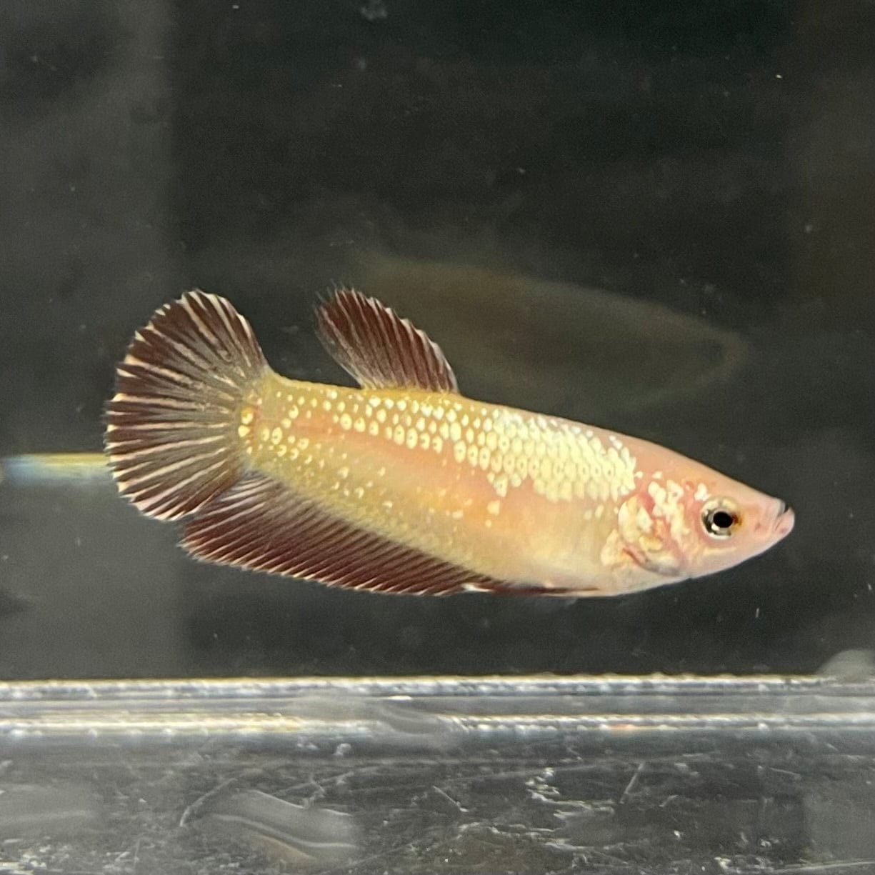 the-fish-farm Female Betta Female Betta - One Only - G Choose your own Female Betta at The Fish Farm Australia