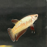 the-fish-farm Female Betta Female Betta - One Only - G Choose your own Female Betta at The Fish Farm Australia