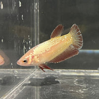 the-fish-farm Female Betta Female Betta - One Only - G Choose your own Female Betta at The Fish Farm Australia