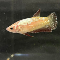 the-fish-farm Female Betta Female Betta - One Only - G Choose your own Female Betta at The Fish Farm Australia