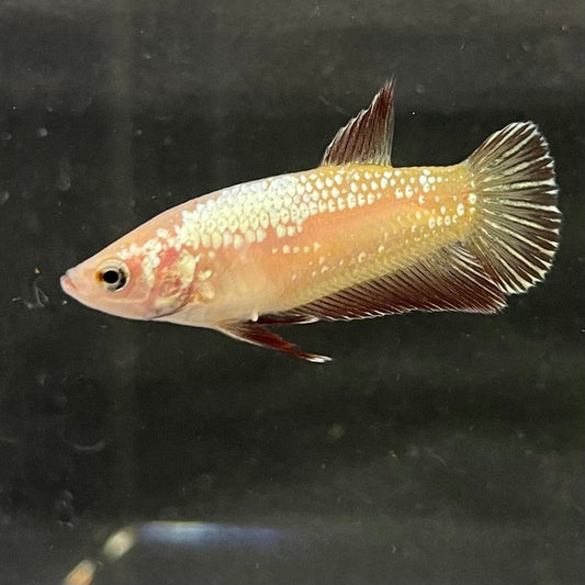 the-fish-farm Female Betta Female Betta - One Only - G Choose your own Female Betta at The Fish Farm Australia