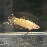 the-fish-farm Female Betta Female Betta - One Only - G Choose your own Female Betta at The Fish Farm Australia